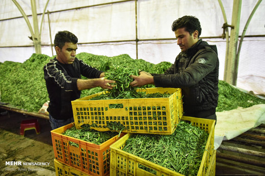 طبخ 84 هزارکیلو آش نذری در شیراز