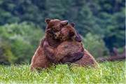 عکس | در آغوش گرفتن خرس‌ها در عکس روز نشنال جئوگرافیک