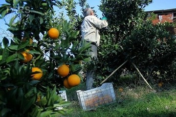 آغاز برداشت مرکبات در گیلان