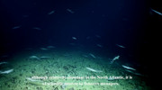 کشف مهدکودک کوسه‌ها در عمق ۷۶۲ متری دریا / عکس