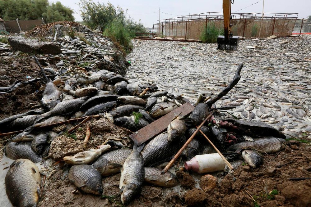 فاجعه زیست محیطی در رود فرات+تصاویر