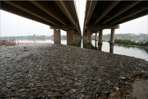 فاجعه زیست محیطی در رود فرات+تصاویر