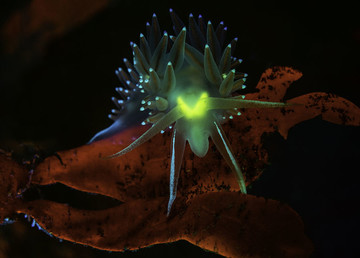 چشم‌های Flabellina در منطقه حفاظت شده Sund Rock آمریکا