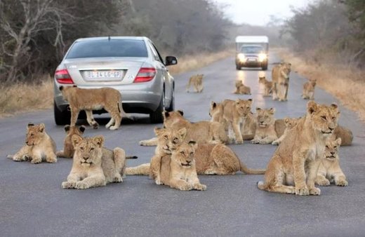 گله‌ شیرها در جاده منتهی به پارک ملی کروگر آفریقای جنوبی
