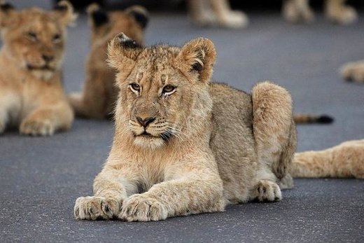گله‌ شیرها در جاده منتهی به پارک ملی کروگر آفریقای جنوبی