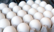 تخم‌مرغ کیلویی۵۸۰۰/ تخم‌مرغ روی دست مرغداران باد کرد