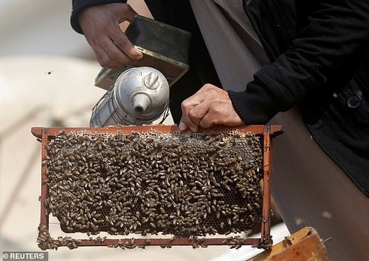درمان با نیش زنبور عسل