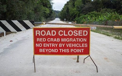 مهاجرت خرچنگ های سرخ در جزیره کریسمس استرالیا