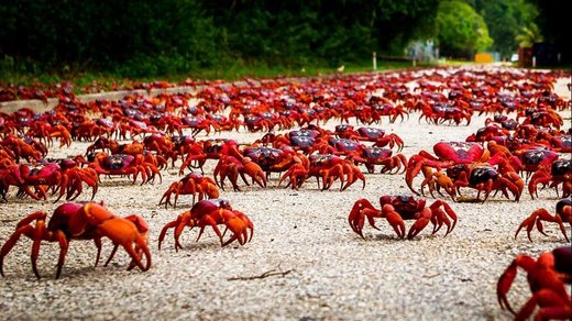 مهاجرت خرچنگ های سرخ در جزیره کریسمس استرالیا