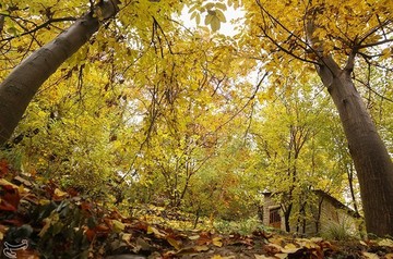پاییز در کوچه باغ های تهران