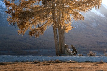 شکار با عقاب در مغولستان