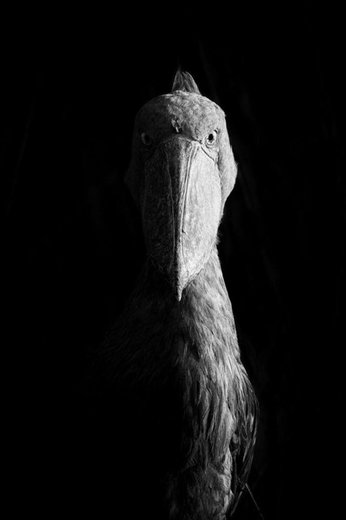 Sidelit Shoebill برنده مسابقه عکاسی طبیعت 2018 در بخش عکاسی «سیاه و سفید» شد