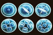 جامع‌ترین‌ بررسی پروتئومیک اندامکی سلول‌های بنیادی جنینی انسان