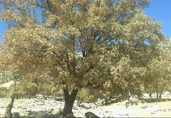 وقتی یک مگس مدیترانه ای یک میلیون میوه را آلوده می کند