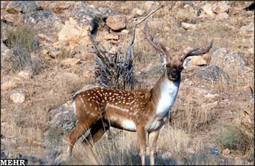  شرایط صدور پروانه شکار در سال ۹۷ در لرستان اعلام شد 