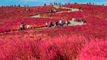 گردشگران در پارک  Hitachi Seaside ژاپن
