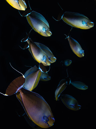 عکاسی از جانداران زیر آب