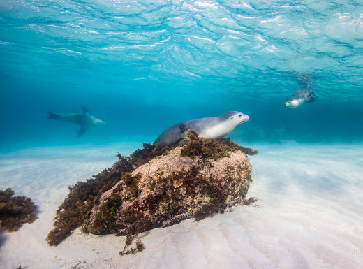 عکاسی از جانداران زیر آب