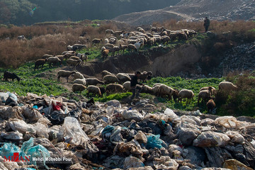 رها کردن زباله‌ها در جنگل نکا