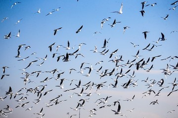 پرندگان مهاجر دریاچه شهدای خلیج فارس