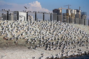 پرندگان مهاجر دریاچه شهدای خلیج فارس
