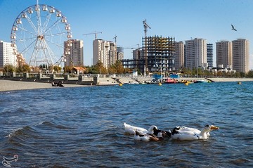 پرندگان مهاجر دریاچه شهدای خلیج فارس