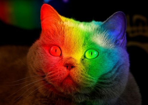 انعكاس نور خورشيد در آكواريومى در يك آپارتمان واقع در شهر سيبرى كراس نويارسك روسيه صورت يك گربه آبى بريتانيايى را به چند قسمت تقسيم كرده است. ٨ جولاى ٢٠١٨ . رويترز