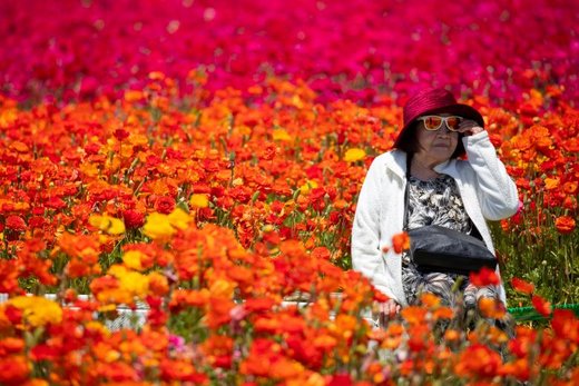 یک گردشگر در مرزعه گل شهر کارلس‌بد ایالت کالیفرنیای آمریکا