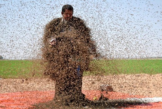نشستن زنبورها بر روی بدن مرد عربستانی در شهر تبوک