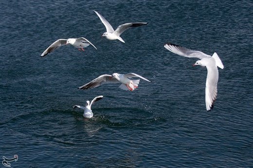 پرندگان مهاجر دریاچه شهدای خلیج فارس