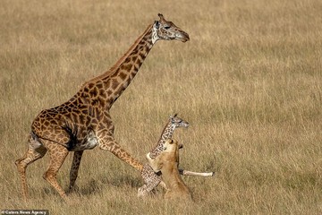 تلاش زرافه‌ی مادر برای نجات فرزندش از چنگال شیر در کنیا