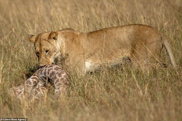 تلاش زرافه‌ی مادر برای نجات فرزندش از چنگال شیر در کنیا