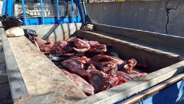 شکارچیان غیرمجاز گراز در خرم‌آباد دستگیر شدند 