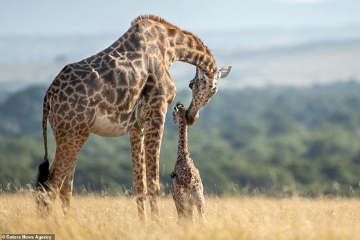 تلاش زرافه‌ی مادر برای نجات فرزندش از چنگال شیر در کنیا