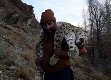 مرگ مشکوک پلنگ در مازندران/ عکس