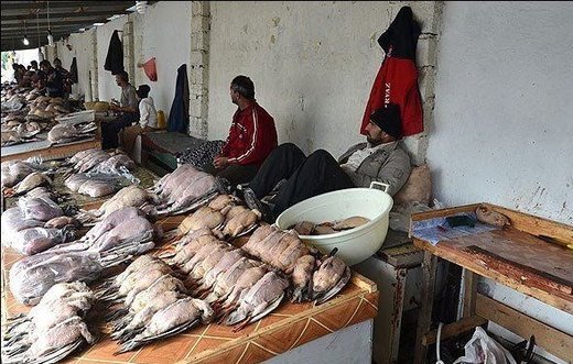 فروش گوشت لاکچری شکار در تهران