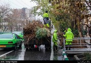 ببینید | علت هرس درختان شهری در کاشان