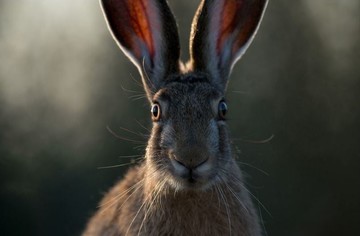عکس | رویارویی خرگوش با دوربین در عکس روز نشنال جئوگرافیک