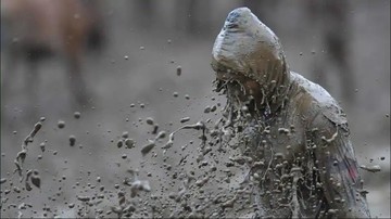 مسابقه گاو سواری در اندونزی