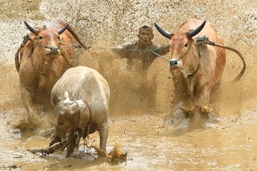 مسابقه گاو سواری در اندونزی