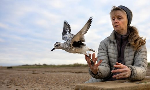 علامت گذاری پرندگان مهاجر در انگلیس