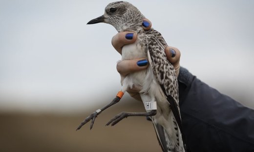 علامت گذاری پرندگان مهاجر در انگلیس