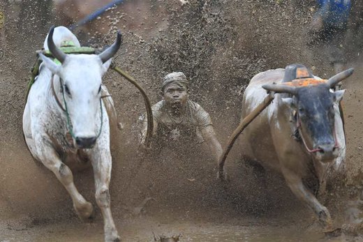 مسابقه گاو سواری در اندونزی