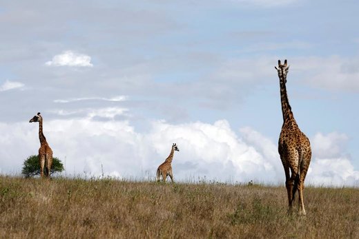 پارک ملی نایروبی