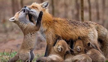 برترین تصاویر ارسال شده به مسابقه عکاسی سونی
