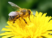 تولید واکسن برای محافظت از زنبورهای عسل