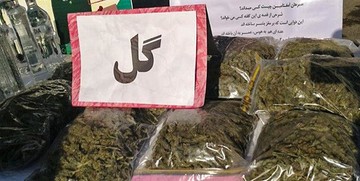 تصورات اشتباه درباره «گل»/ مخدری که به رتبه دوم مخدرهای مصرفی در ایران رسید!

