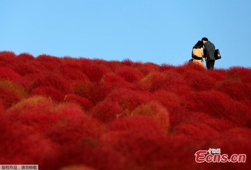 گردشگران پارک کنار آب هیتاچی ژاپن