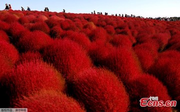 گردشگران پارک کنار آب هیتاچی ژاپن