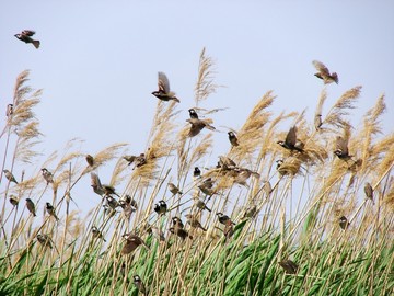 نیزار خور؛ ضیافت پرندگان مهاجر در کویر لوت